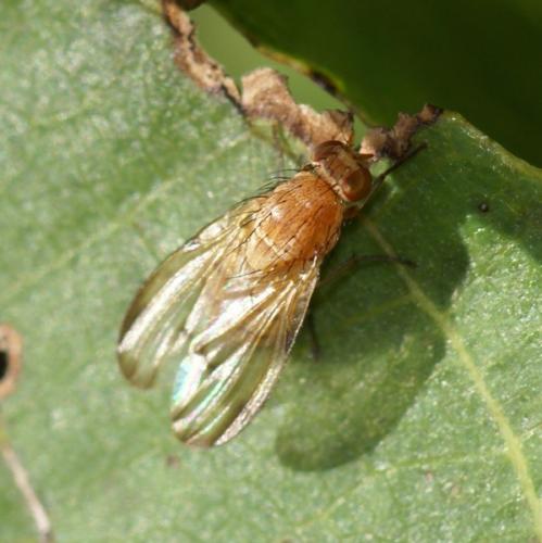 Réf. 247 038 : Minettia inusta